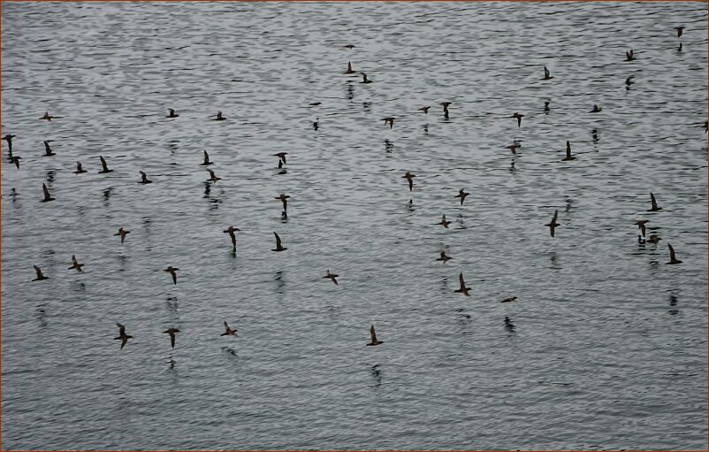 Ship - cormorants